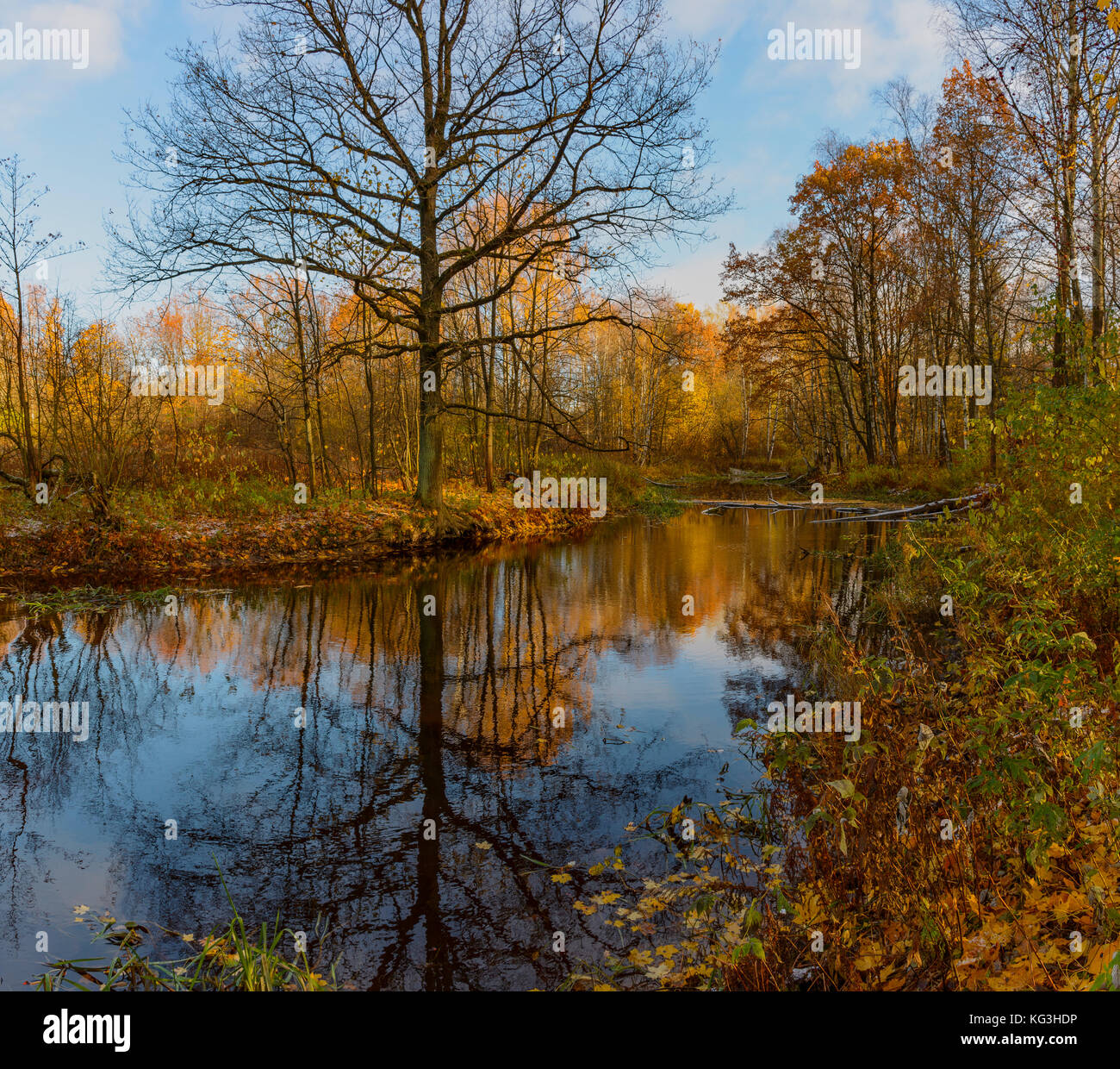 Golden autumn in the forest Park Stock Photo - Alamy