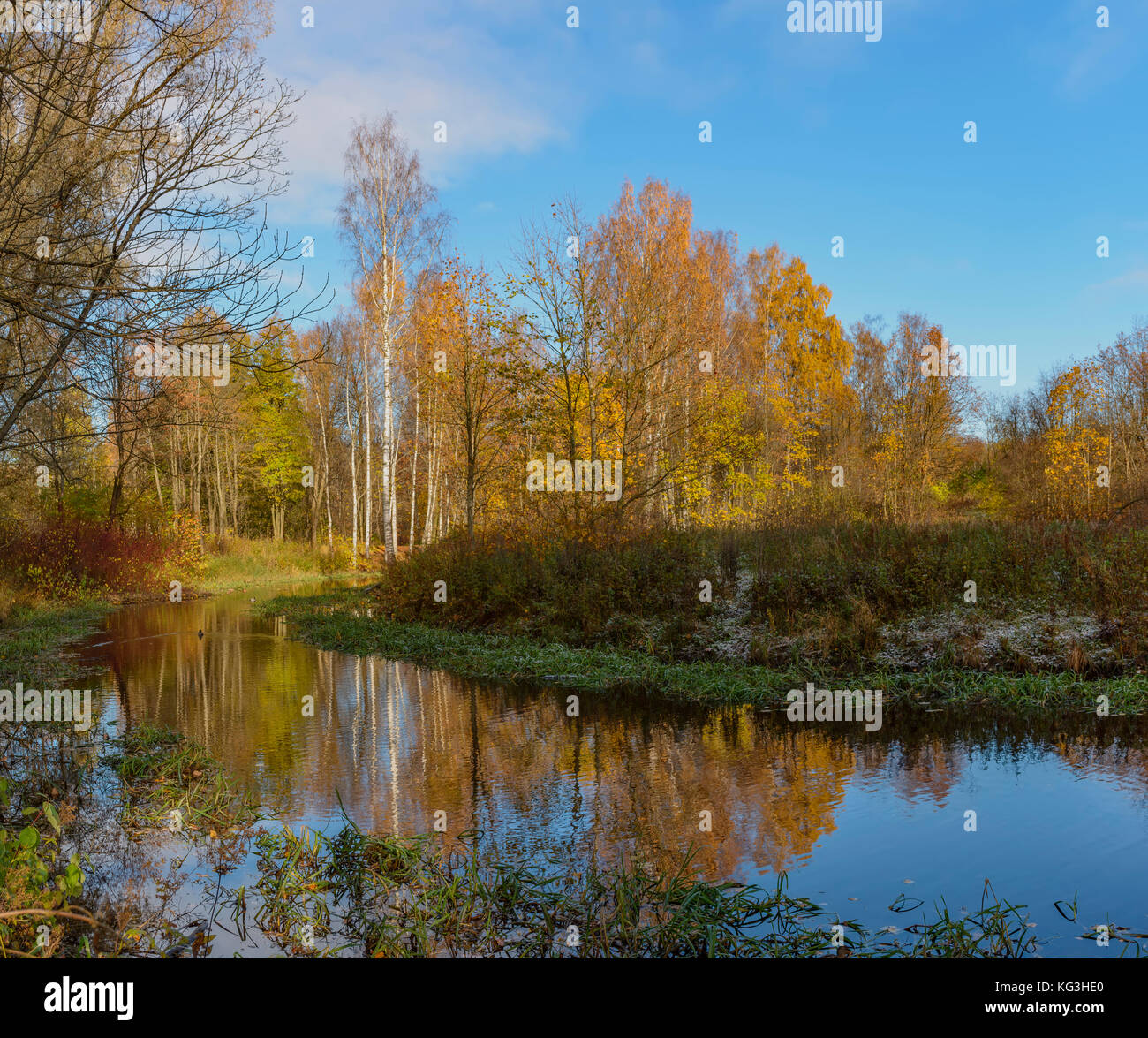 Golden autumn in the forest Park Stock Photo - Alamy