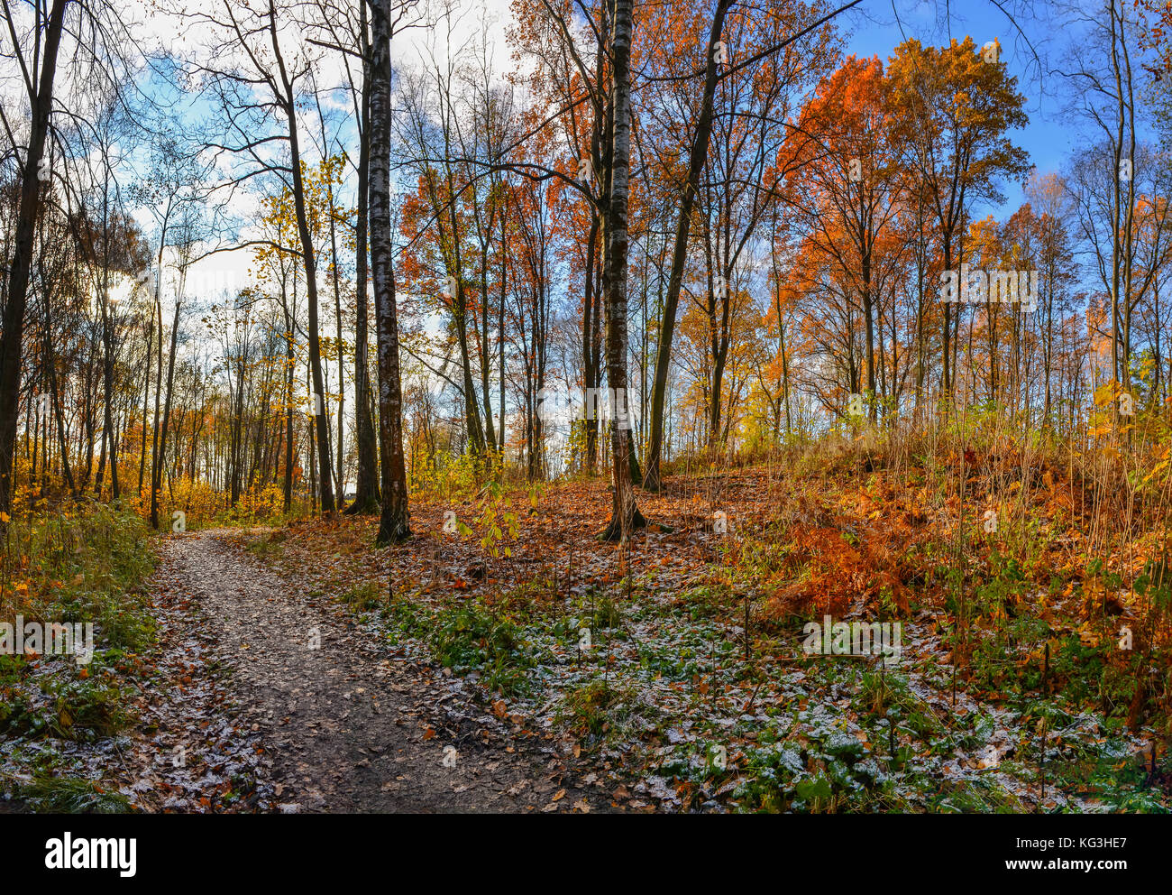 Golden autumn in the forest Park Stock Photo - Alamy