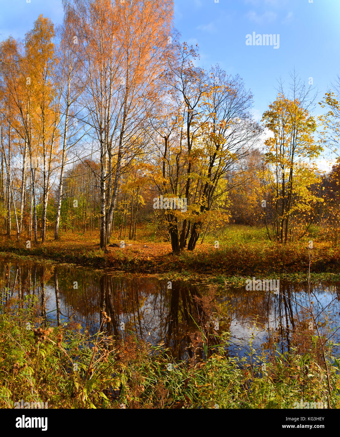 Golden autumn in the forest Park Stock Photo - Alamy