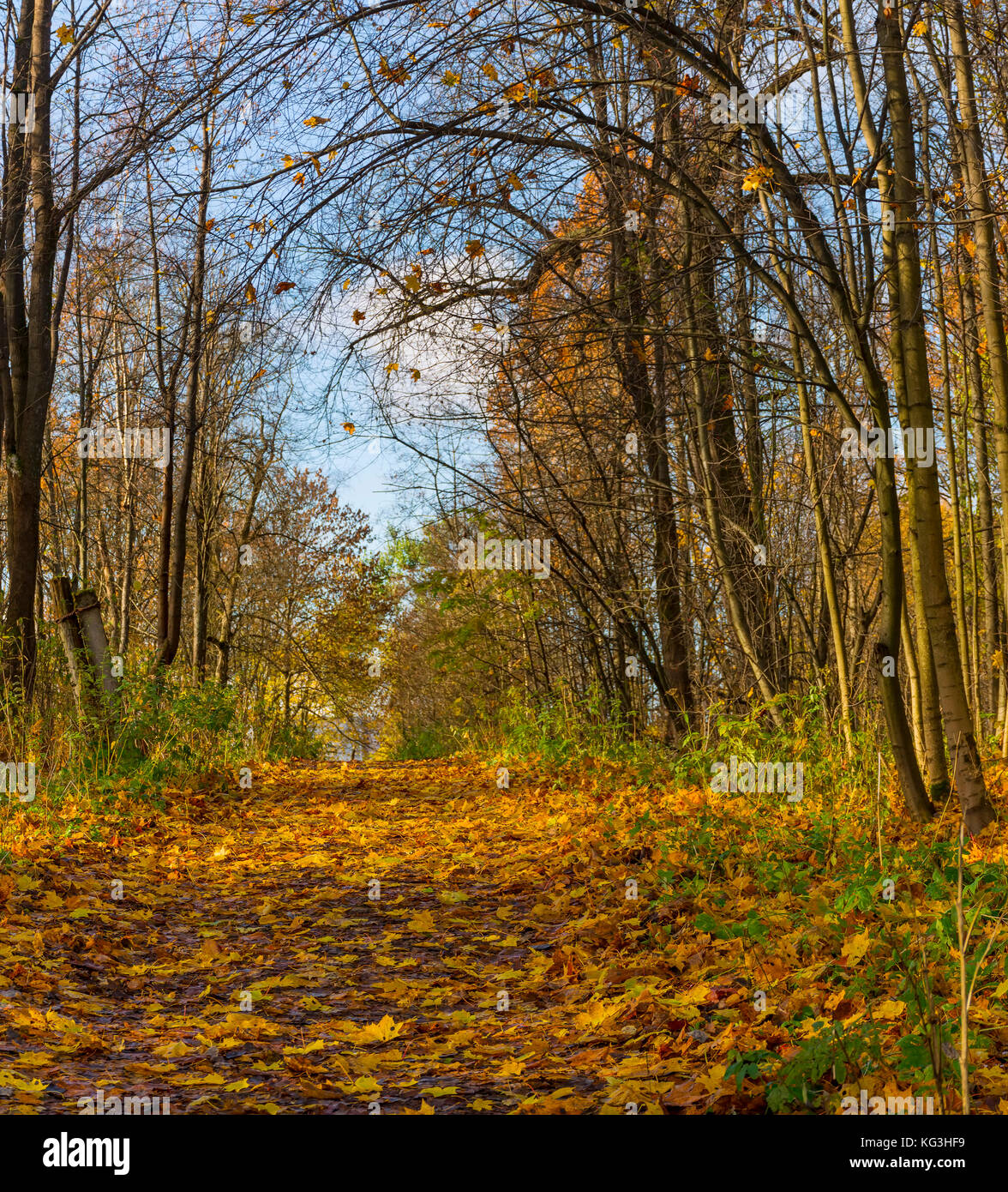 Golden autumn in the forest Park Stock Photo - Alamy