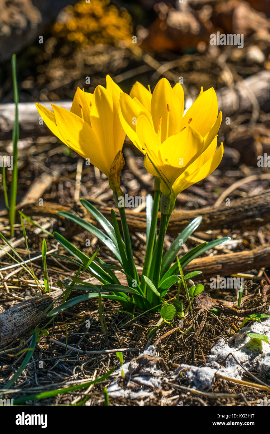 Winter Daffodil (sternbergia lutea) growing wild in Sicily, Italy. Often mistaken for a crocus, a bright yellow flower blooming in the autumn Stock Photo