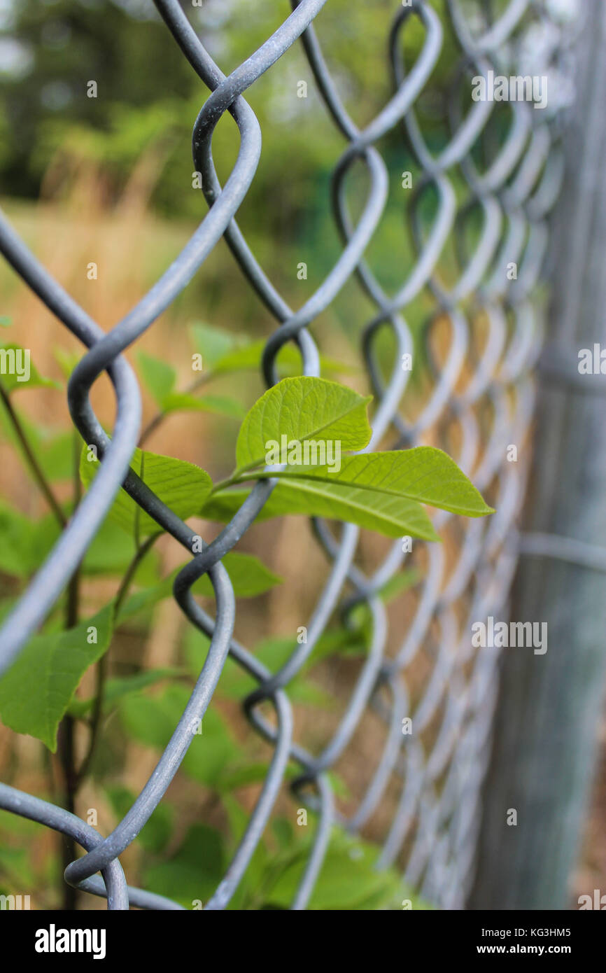 Plants peeking through the gate Stock Photo