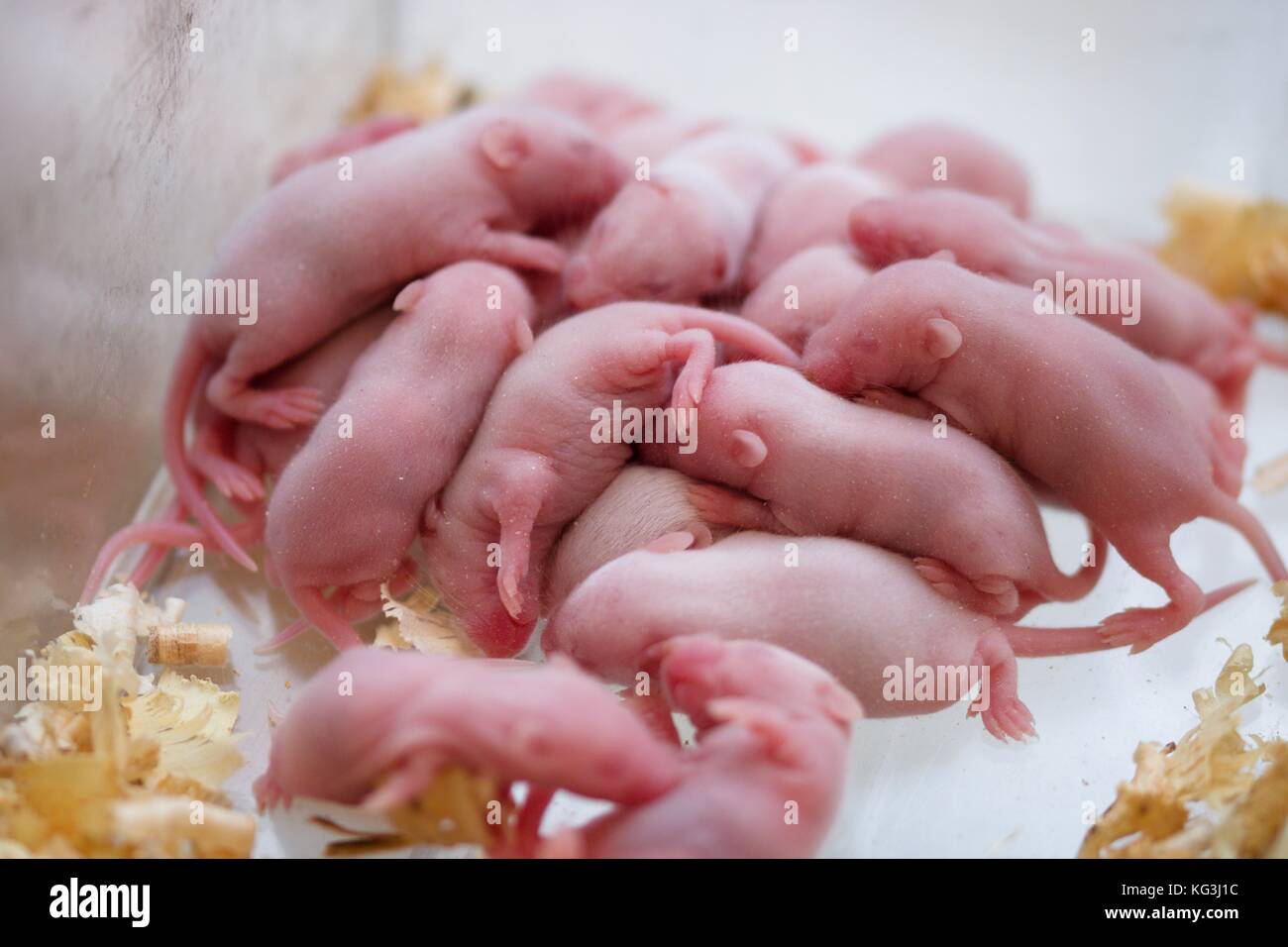 Many bare newborn fancy mice, bred for feeding predator pets Stock Photo Alamy