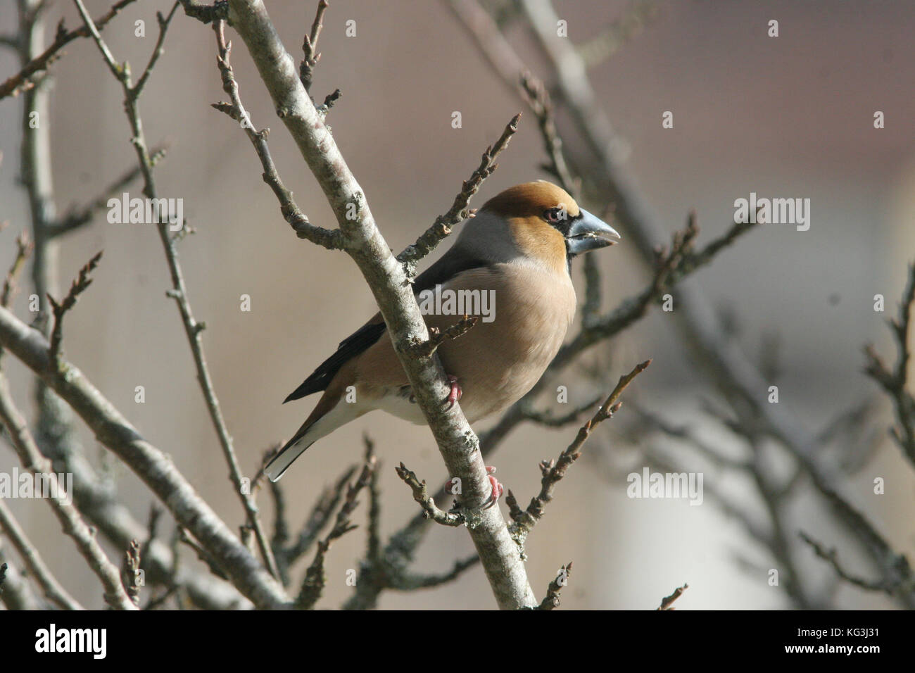 HAWFINCH Stock Photo