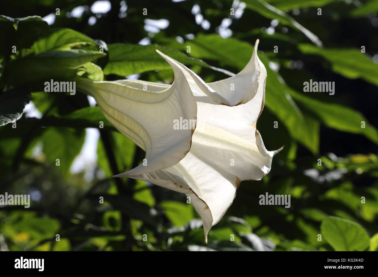 Greece national flower hires stock photography and images Alamy
