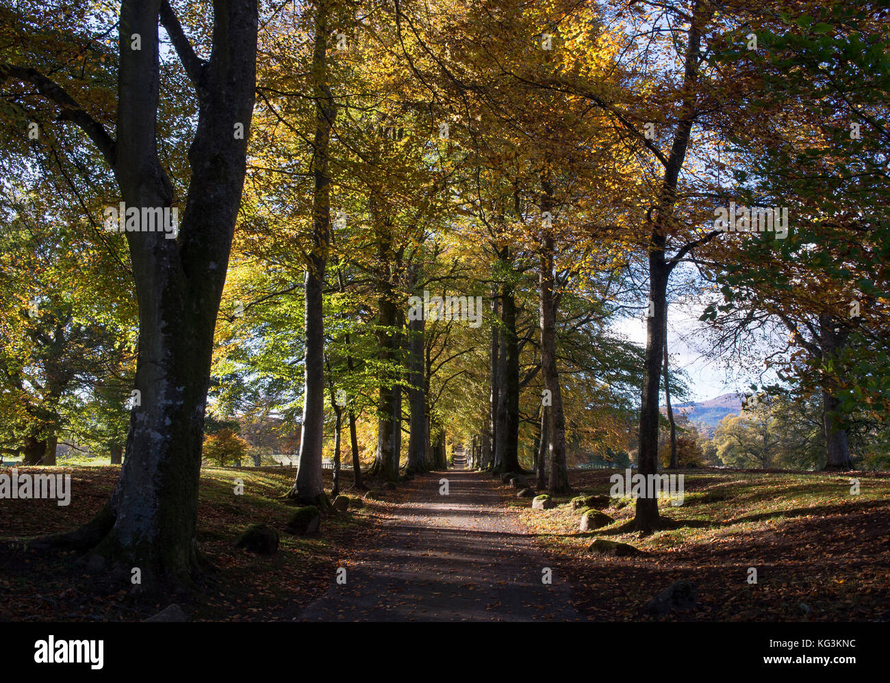 Beech tree avenue at the entrance to Drummond Gardens, near Crieff, Perthshire, Scotland. Stock Photo