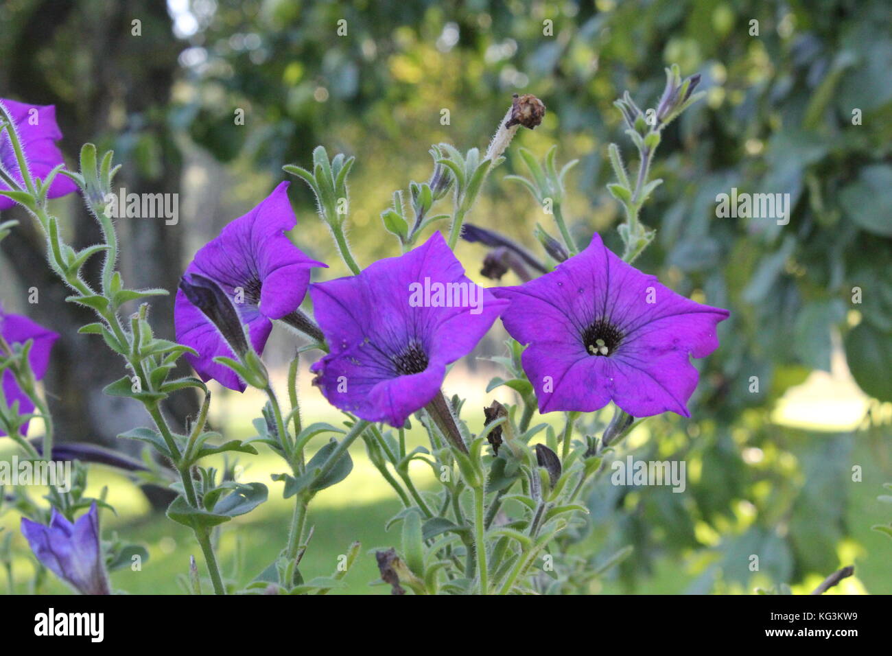 A purple flowers in the garden Stock Photo - Alamy