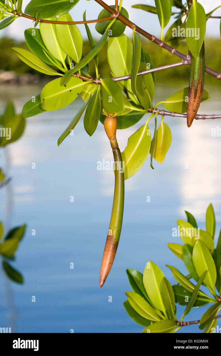 Propagules of Red Mangrove, Rhizophora mangle,. are long and pencil-shaped. While these may resemble seed pods, they are actually embryonic roots. Stock Photo