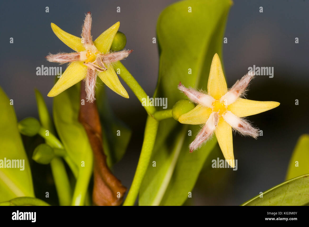Red Mangrove, Rhizophora mangle flowers are thought to be self pollinated or wind pollinated. Following fertilization, mangrove propagules undergo con Stock Photo