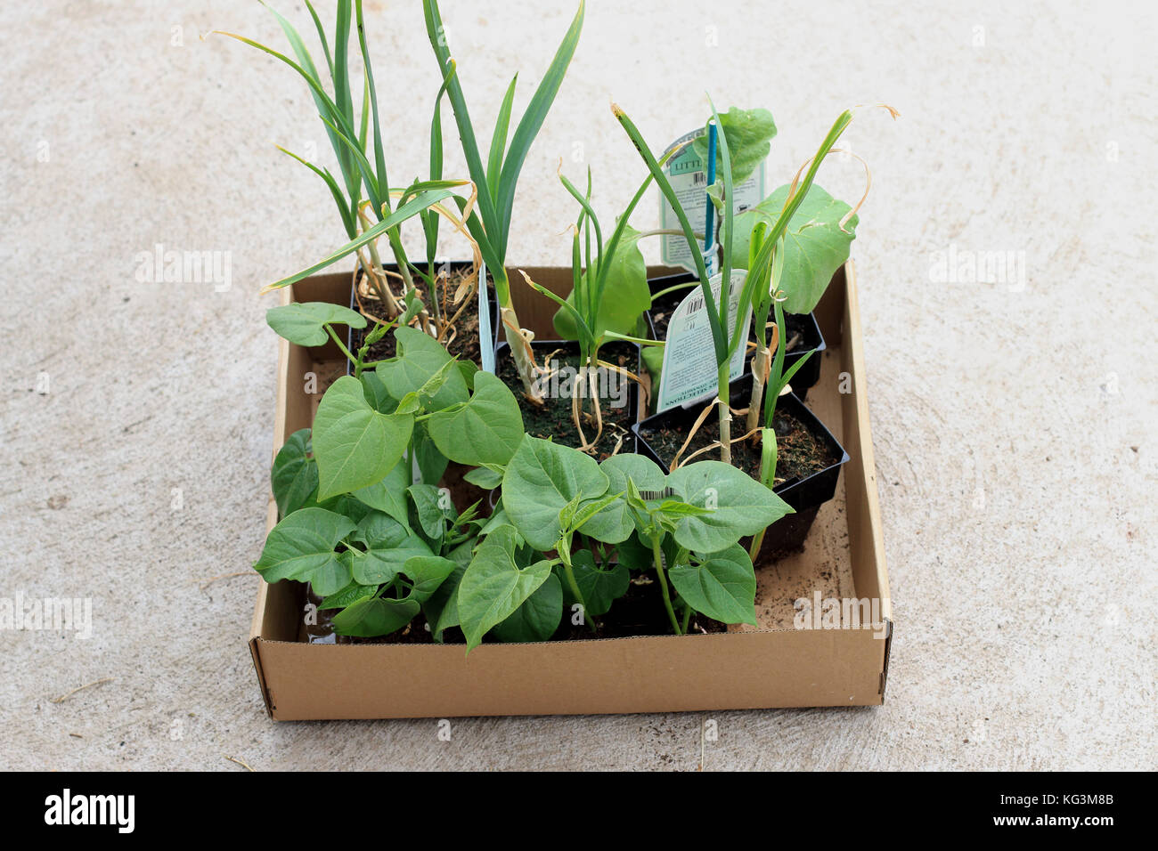 Garlic, egg plant and Green Beans seedlings ready to be planted in the ground Stock Photo