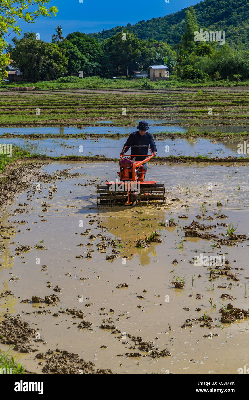Asia Philippines Palawan El Nido Farmer preparing his rice fields for ...