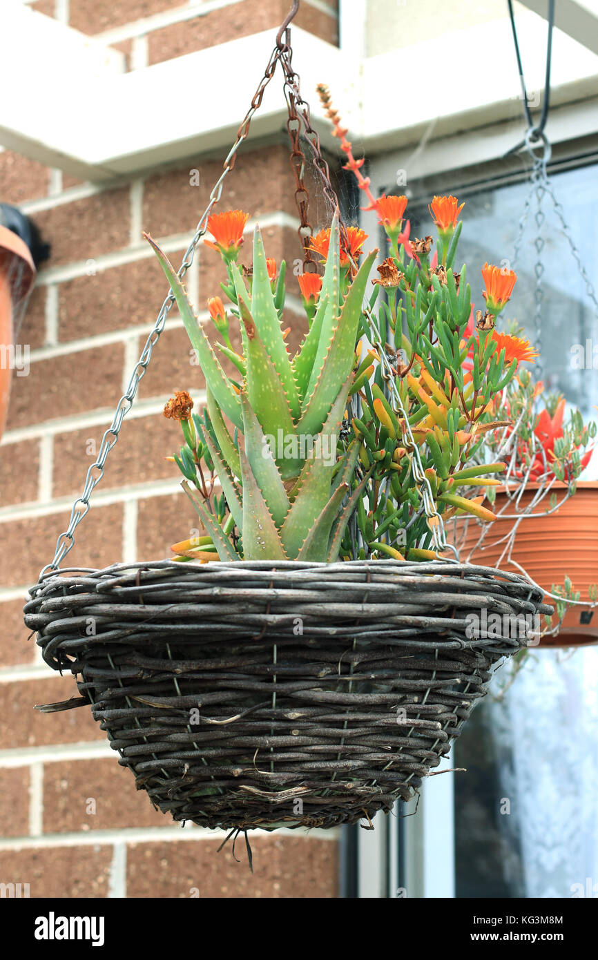 Aloe vera and pig face plant in hanging basket Stock Photo