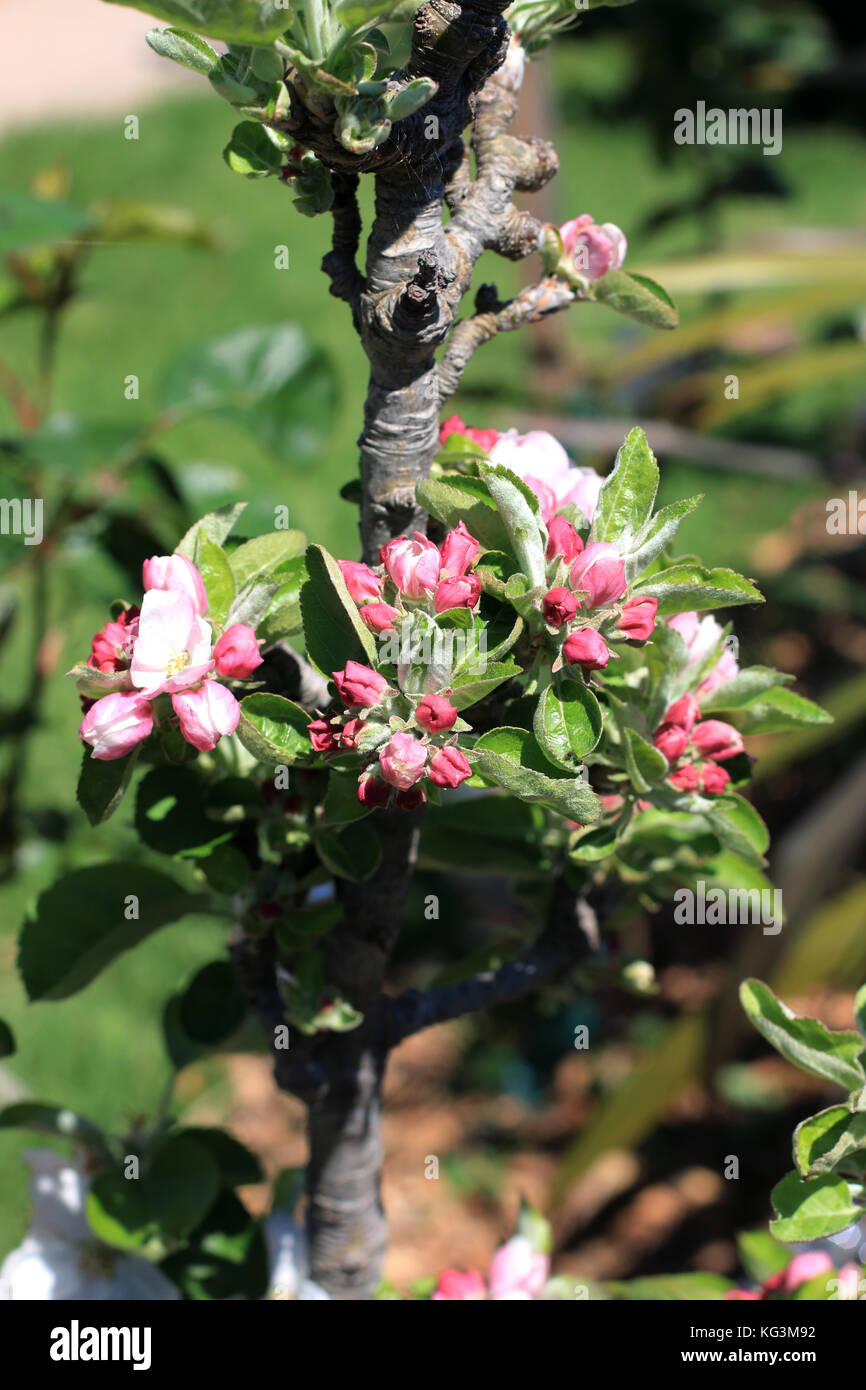 Apple Flower buds in full blooms during spring Stock Photo