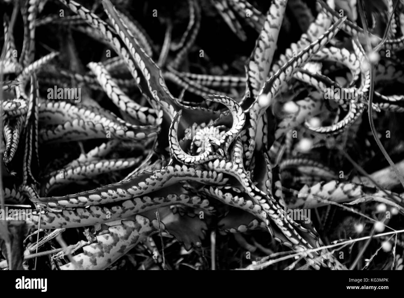 Native plant life Makapu'u Point Oahu, Hawaii Stock Photo Alamy