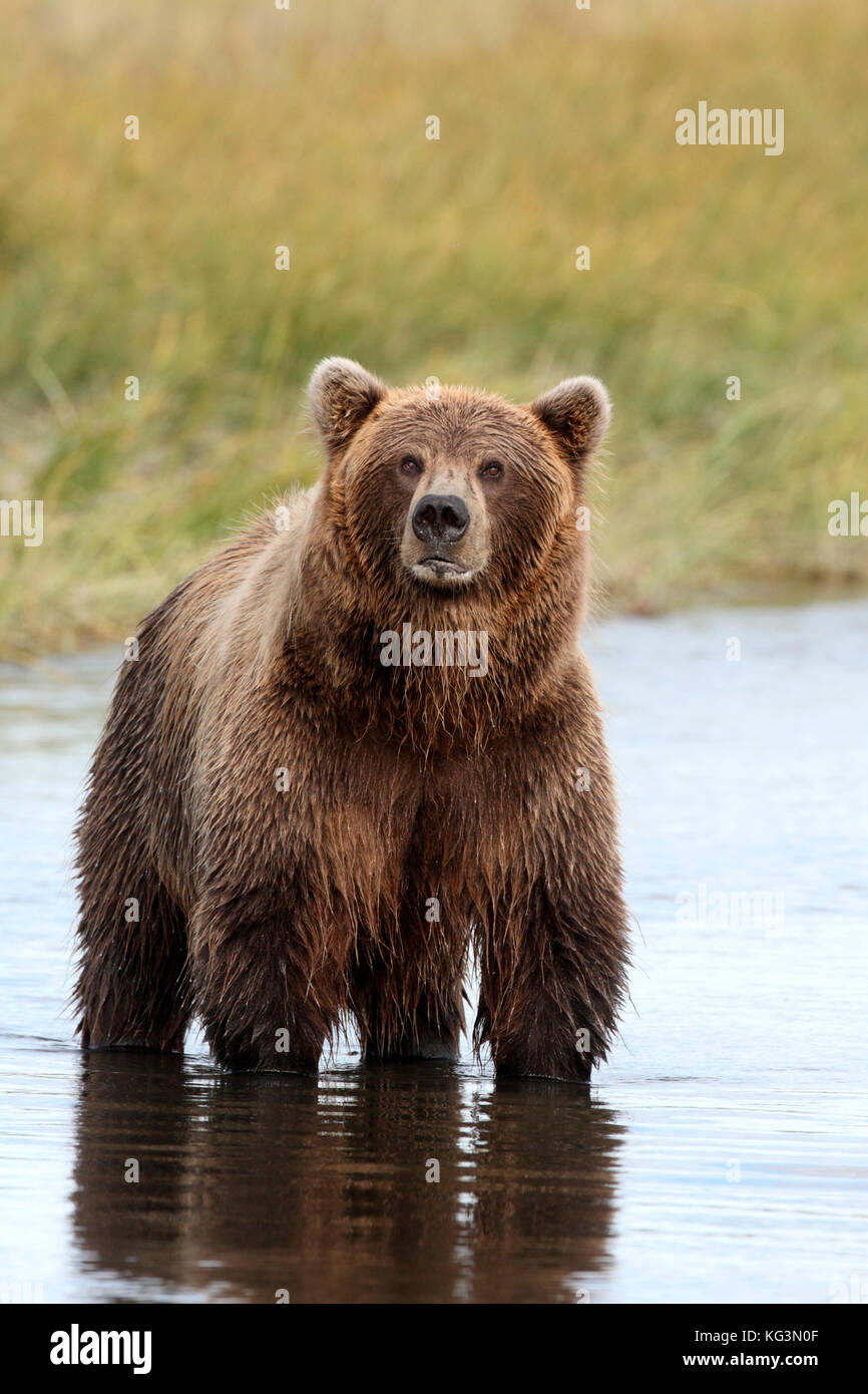 An Alaska brown bear, or grizzly, stands in the water of an Alaska stream, staring intently at the photographer, waiting for a swimming salmon. Stock Photo