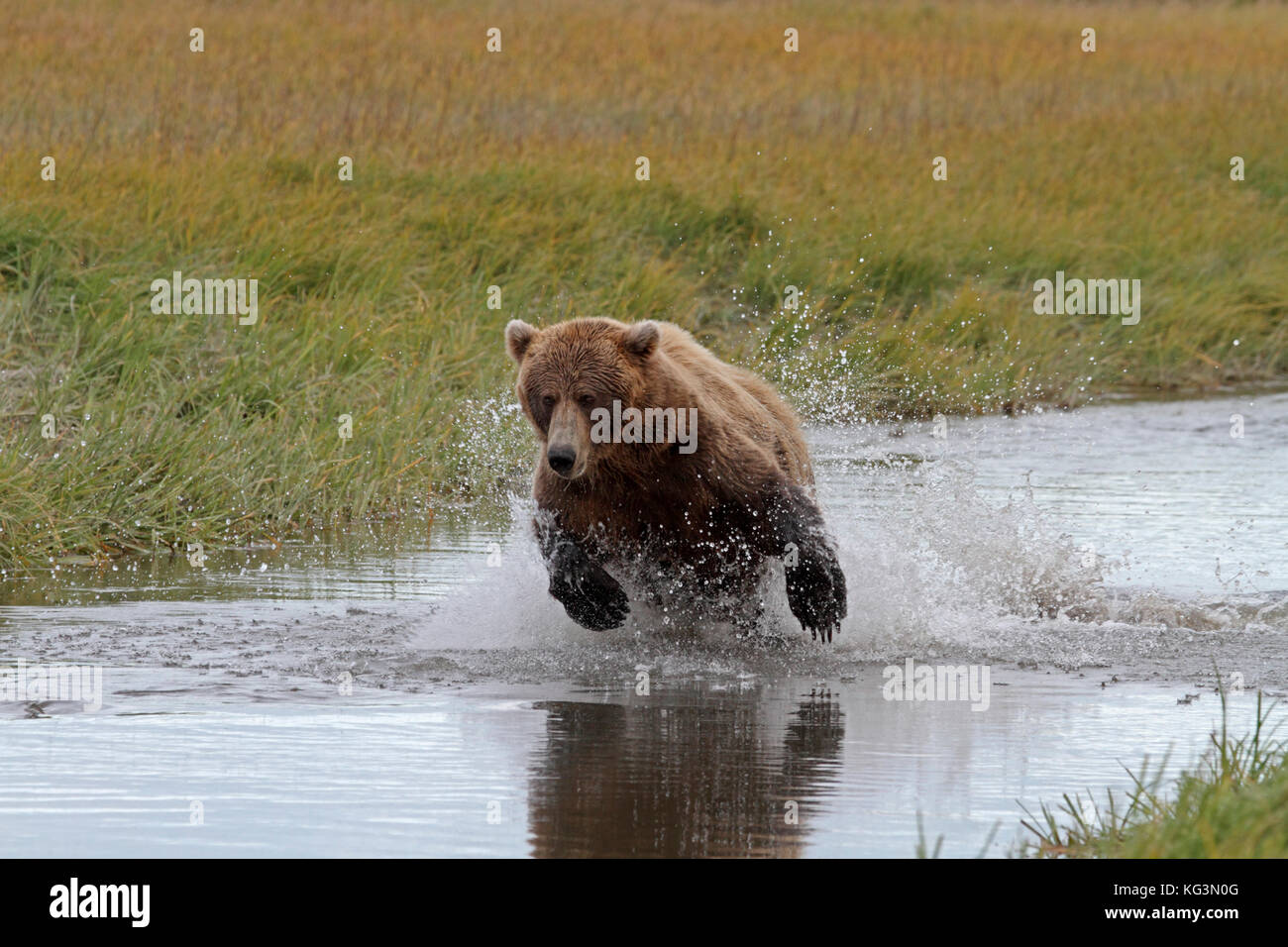 An Alaska brown bear, or grizzly, charges through the water in pursuit of salmon in Katmai National Park in Alaska. Stock Photo