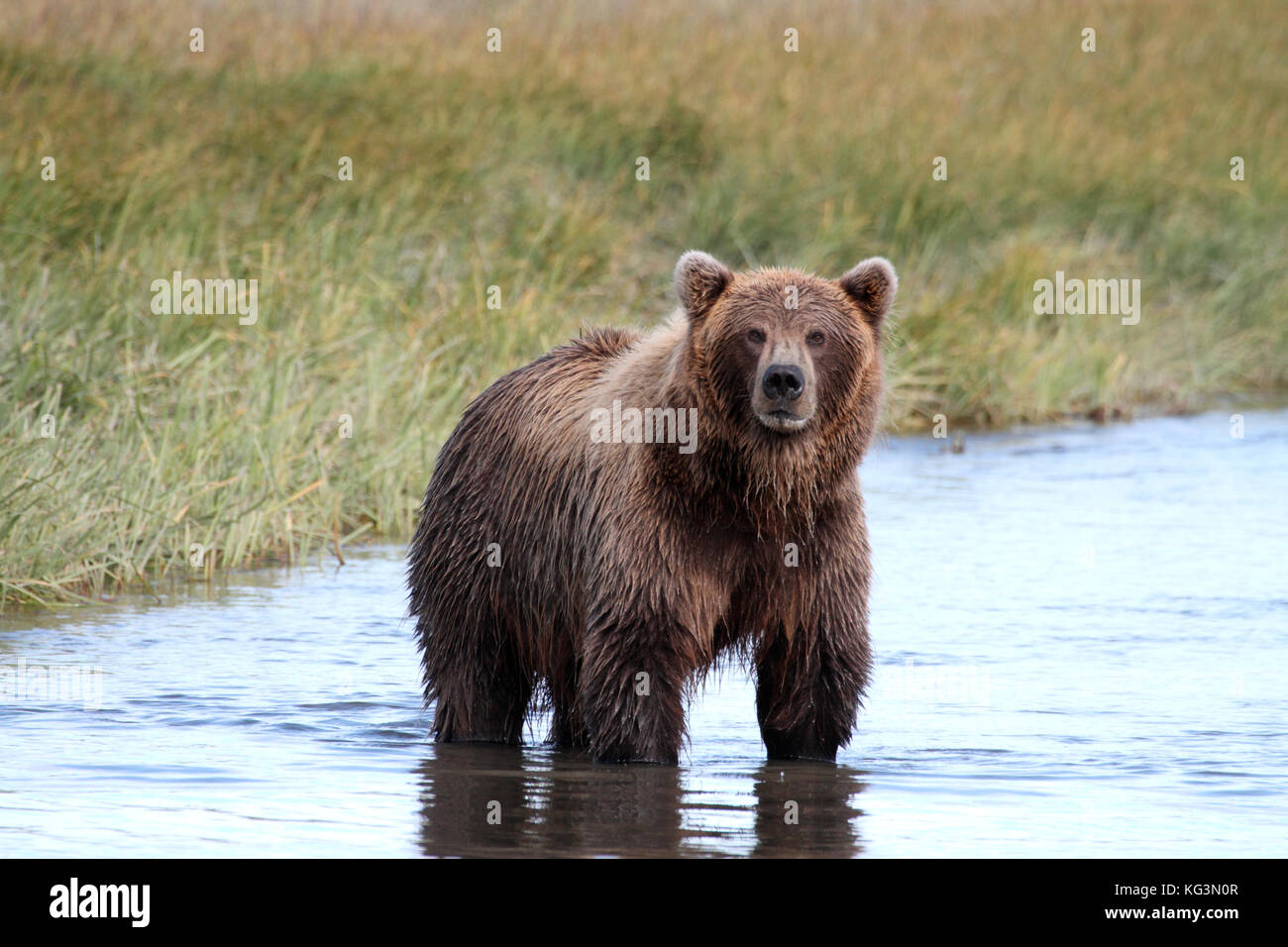 An Alaska brown bear, or grizzly, stands in the water of an Alaska stream waiting patiently for a spawning salmon to swim by. Stock Photo