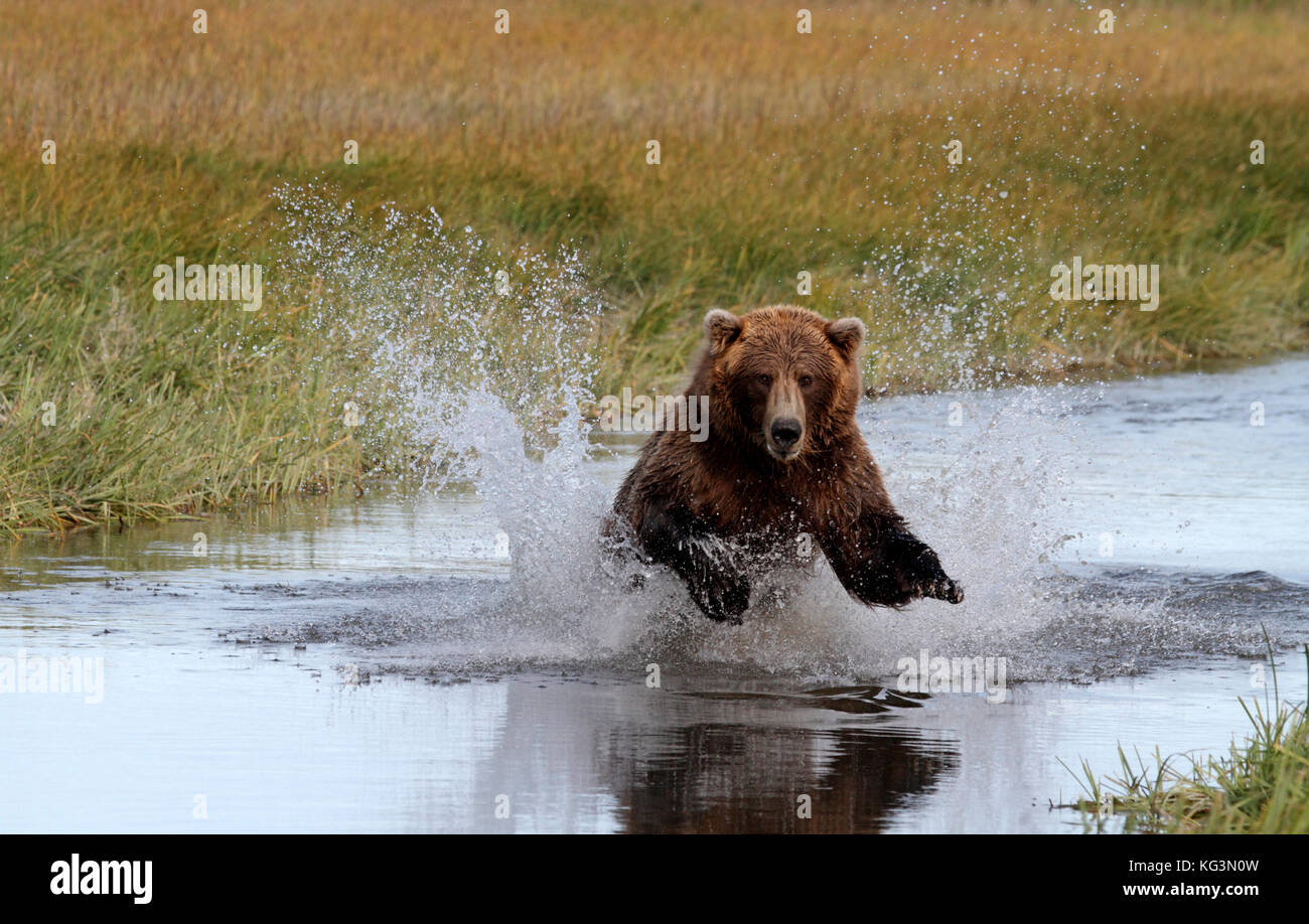 An Alaska brown bear, or grizzly, charges through the water in pursuit of salmon in Katmai National Park in Alaska. Stock Photo