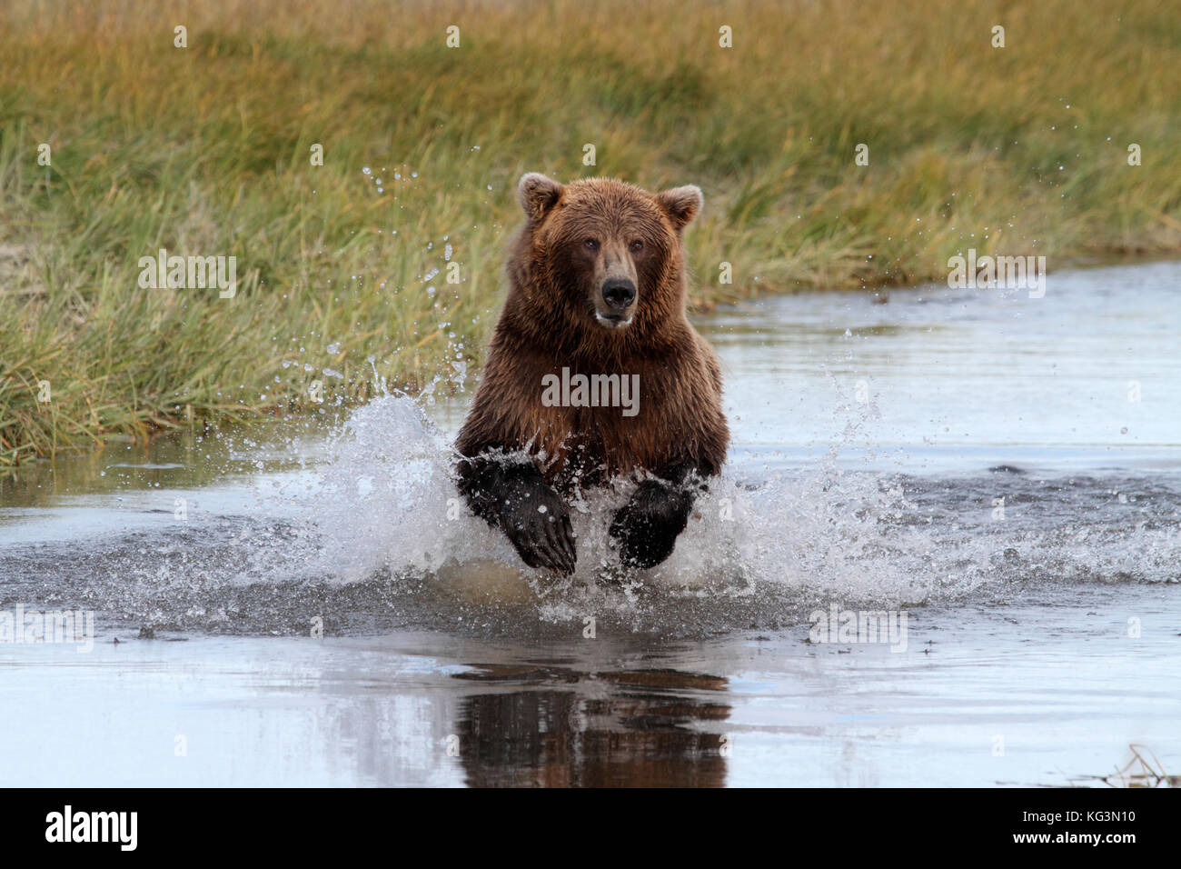 An Alaska brown bear, or grizzly, charges through the water in pursuit of salmon in Katmai National Park in Alaska. Stock Photo