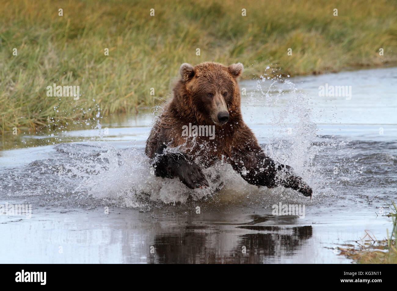 An Alaska brown bear, or grizzly, charges through the water in pursuit of salmon in Katmai National Park in Alaska. Stock Photo