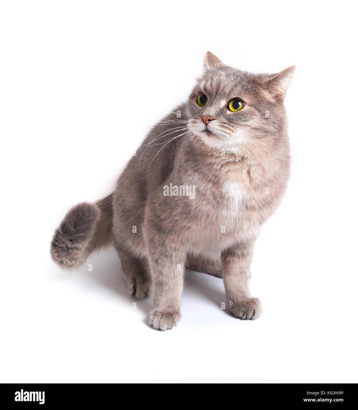 The scared cat has pressed ears and has recoiled back. It is isolated on a white background. Cat gray, eyes yellow, language pink Stock Photo