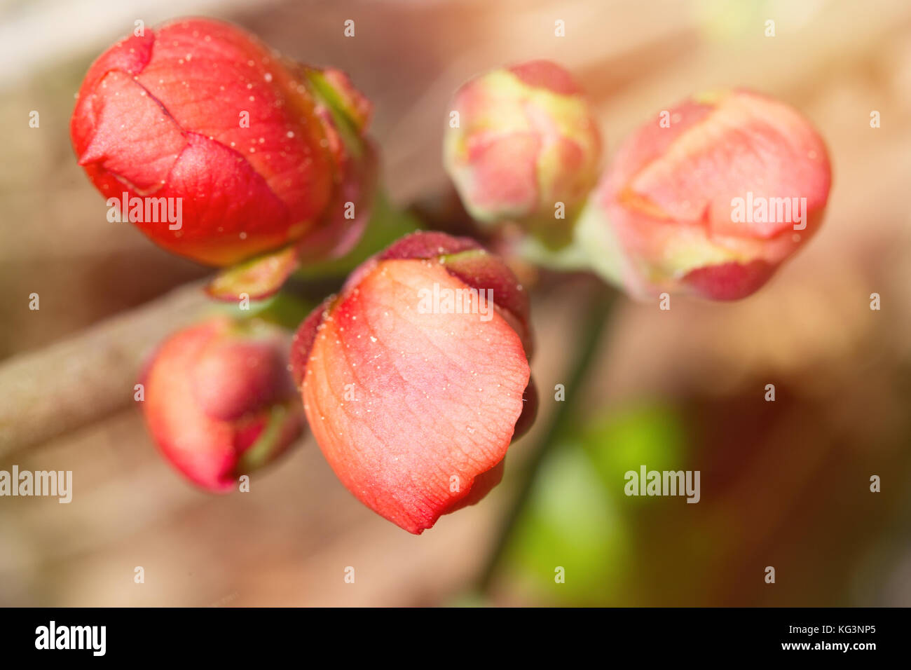 Bright pink buds of a quince close up. Macro, small depth of sharpness. Buds are lit with a sunlight on an indistinct light beige background. Stock Photo