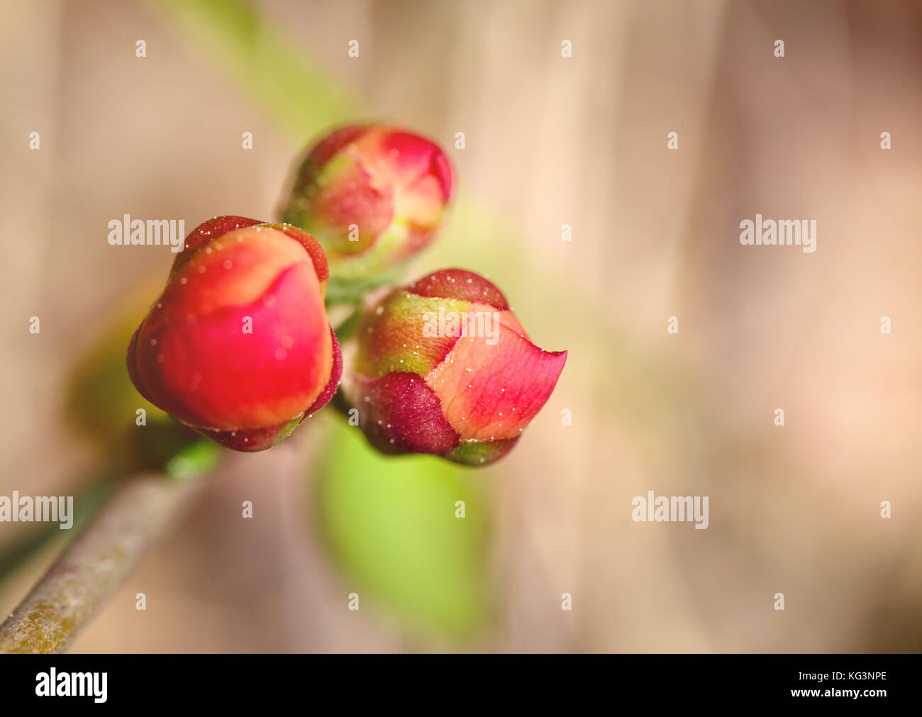 Bright pink buds of a quince close up. Macro, small depth of sharpness. Buds are lit with a sunlight on an indistinct light beige background. Copyspas Stock Photo