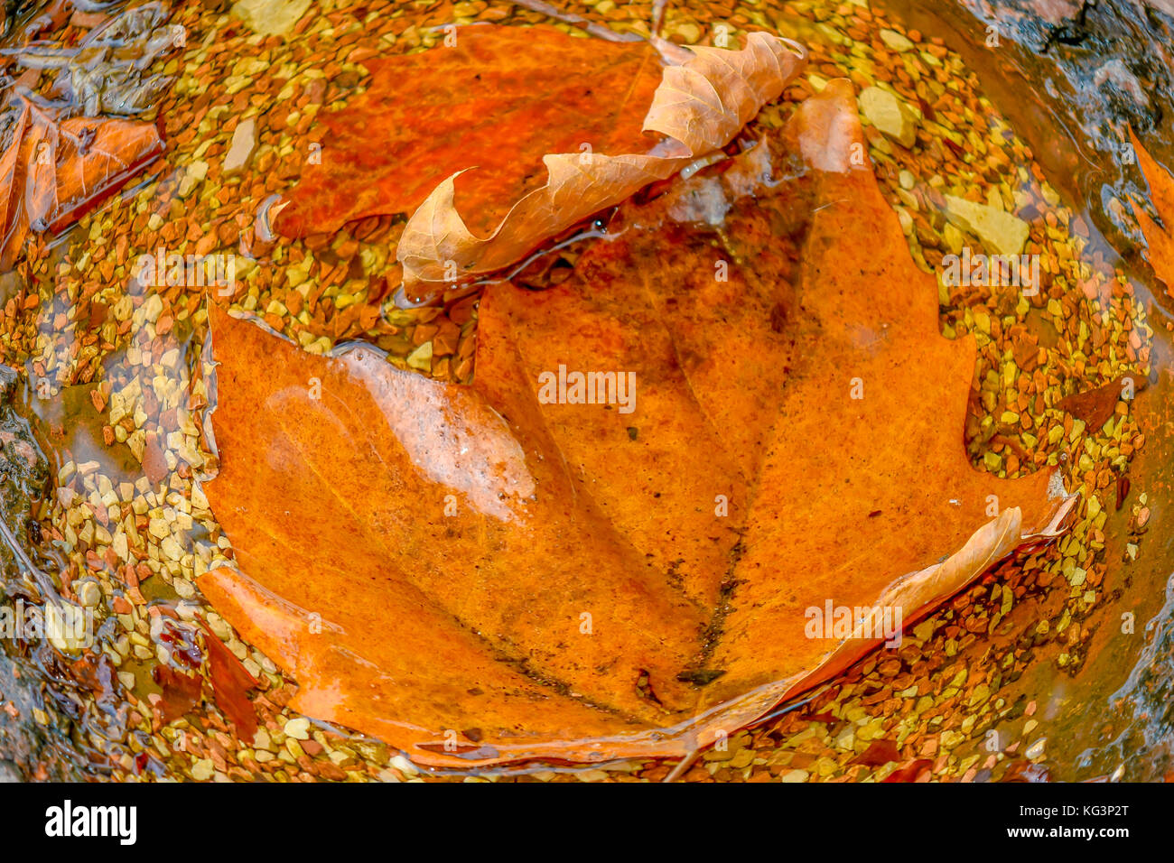 Autumn leaves in water, closeup. Swirling water, brown and yellow leaves and pebbles. Stock Photo