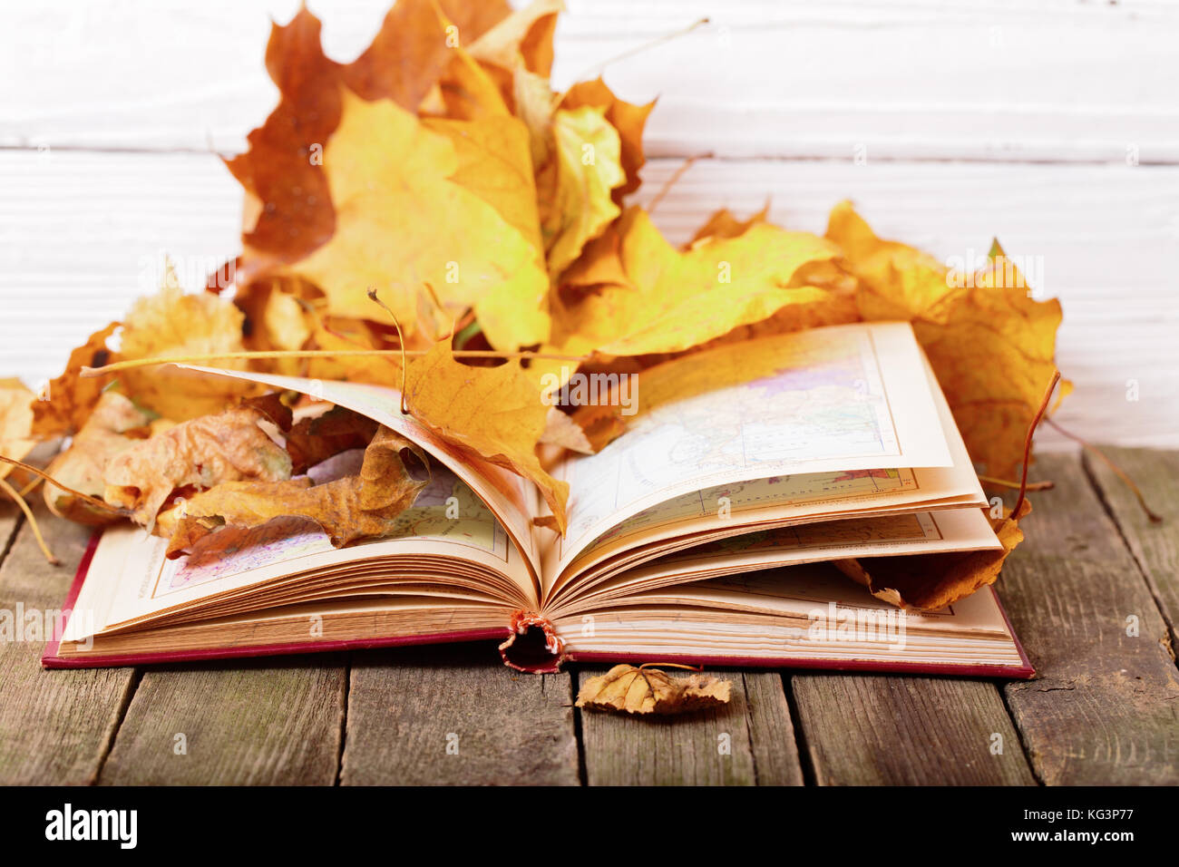 The open book with maps in yellow autumn leaves. The book lies on old ...