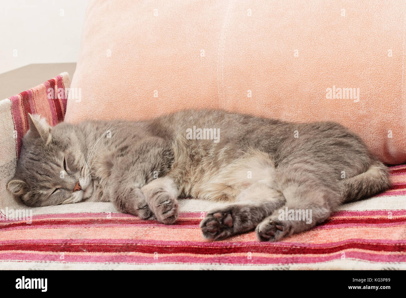 The gray cat sleeps in a chair. The pink chair with a striped rug, a