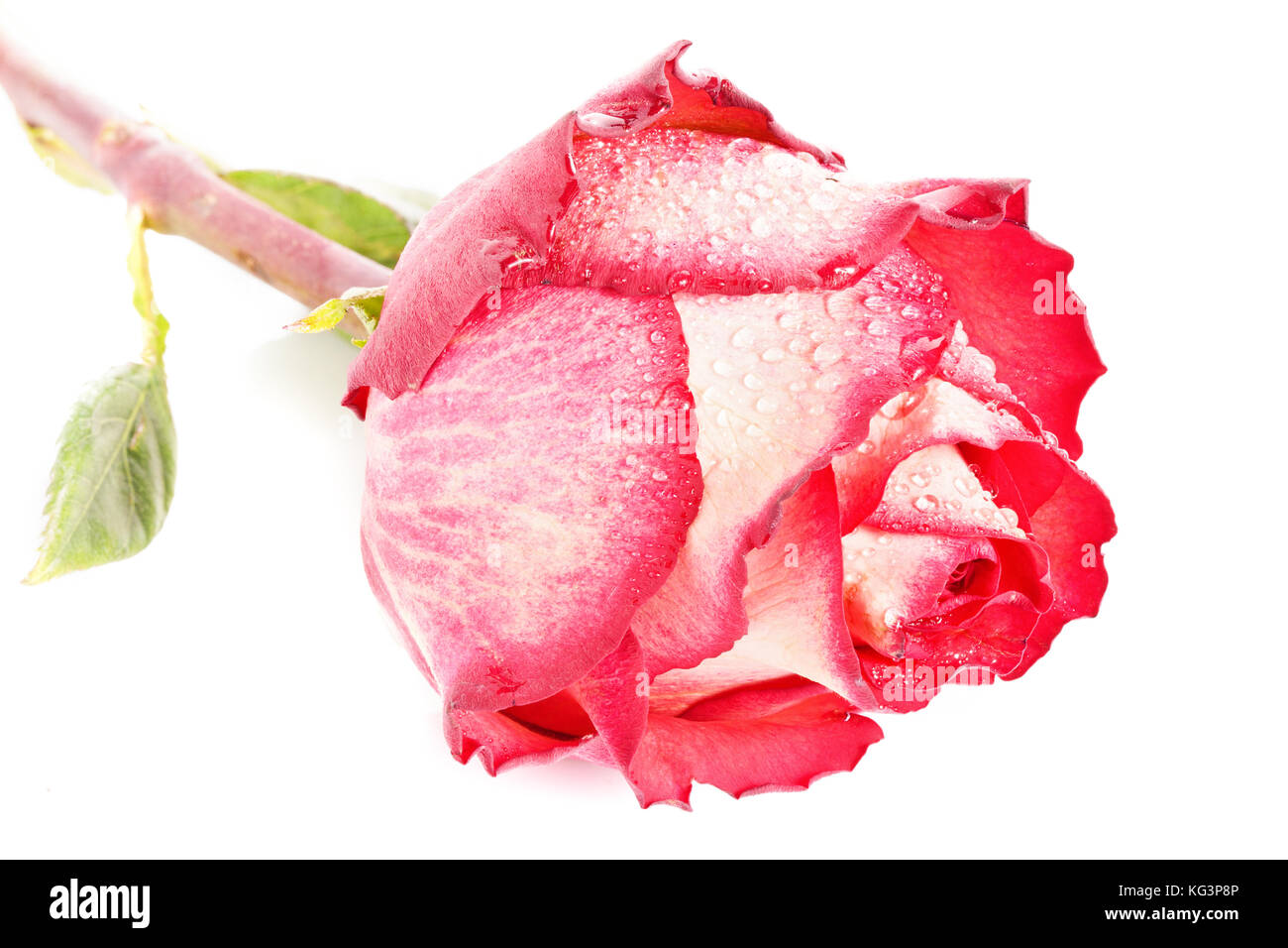 Roses on a white background. Pink roses on white background, selective
