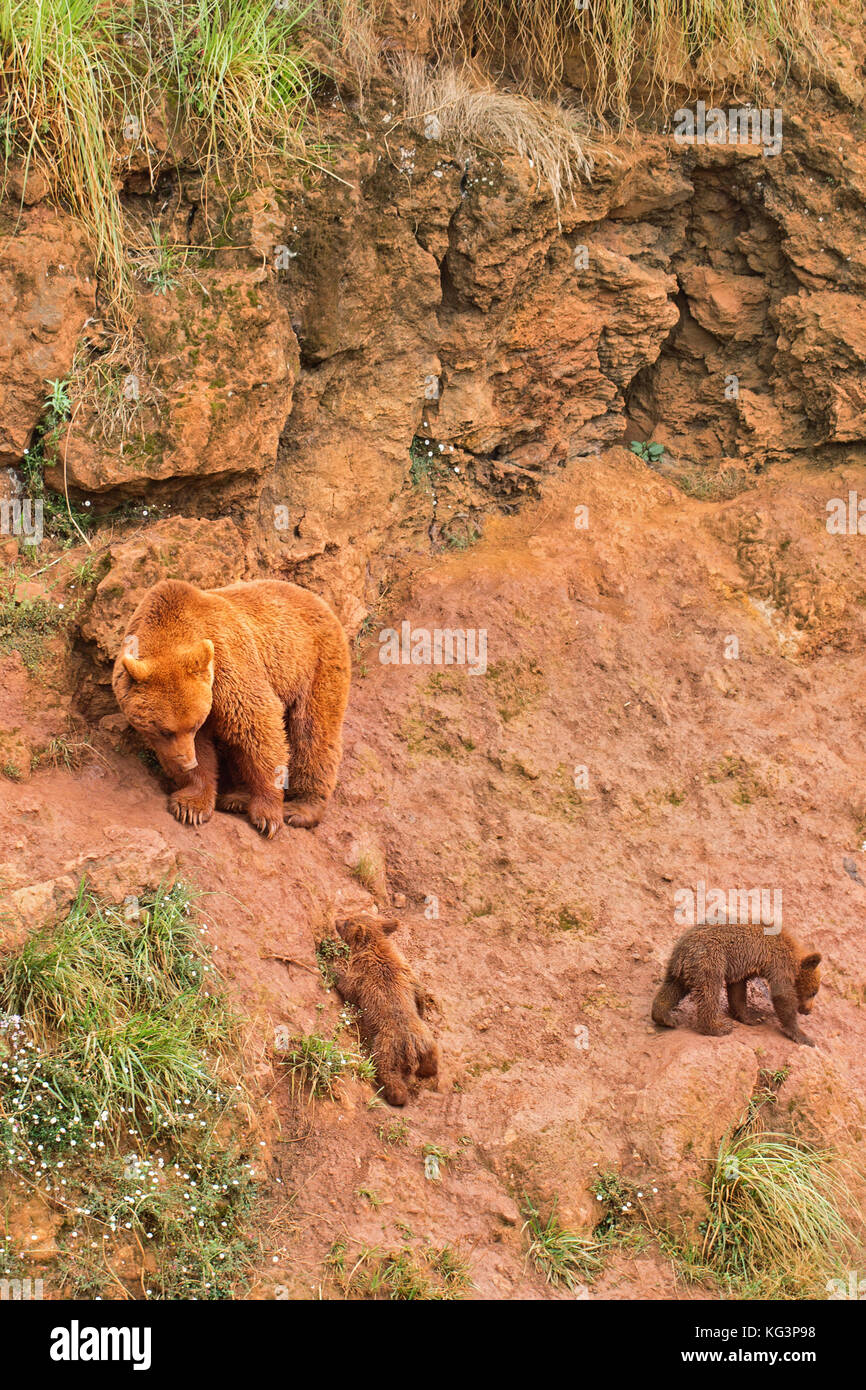 Bear Ravine Brown she-bear with bear cubs. A she-bear and two bear cubs on a ravine ...