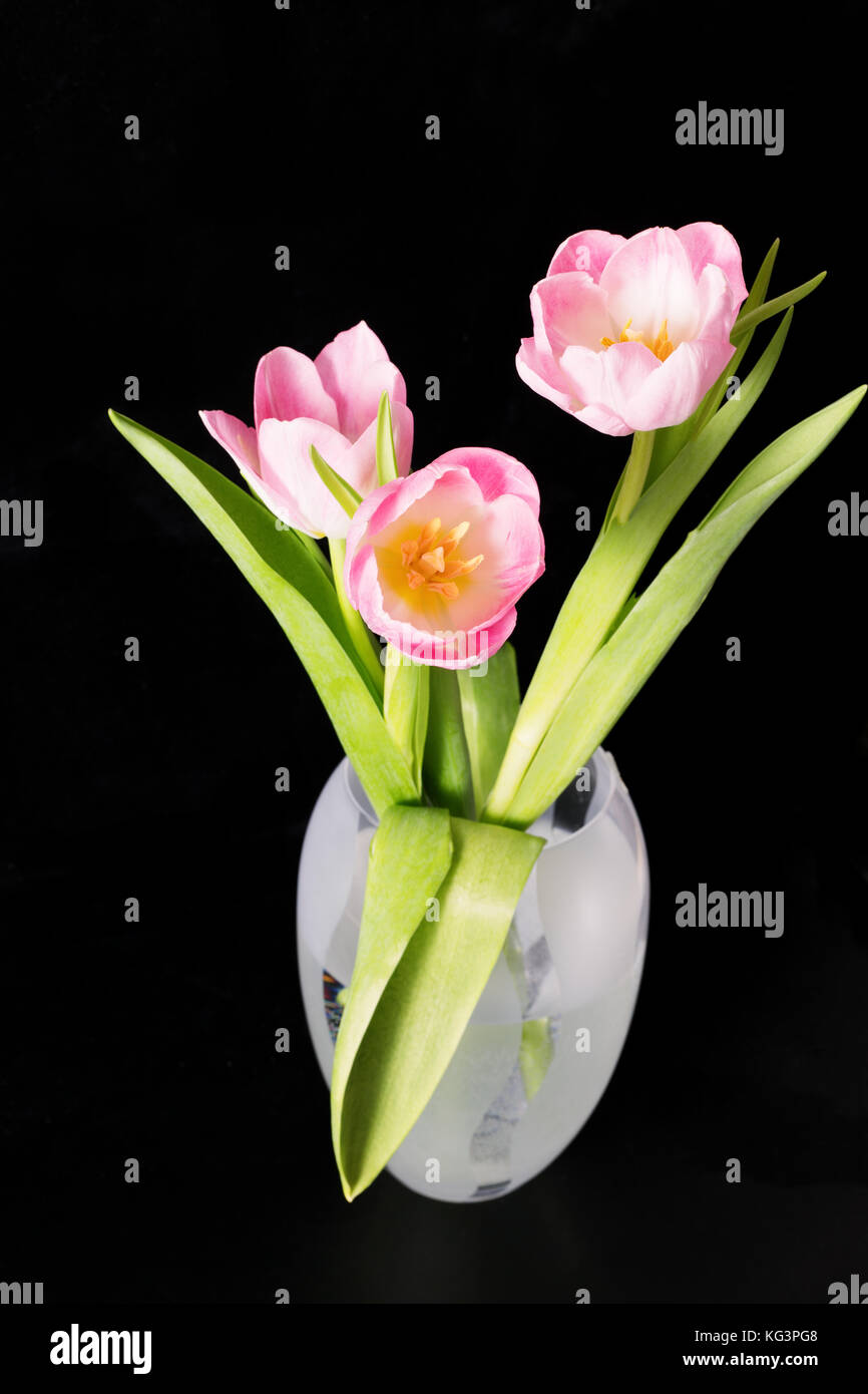Pink tulips on black. Flowers stand in a glass vase on a black opaque ...