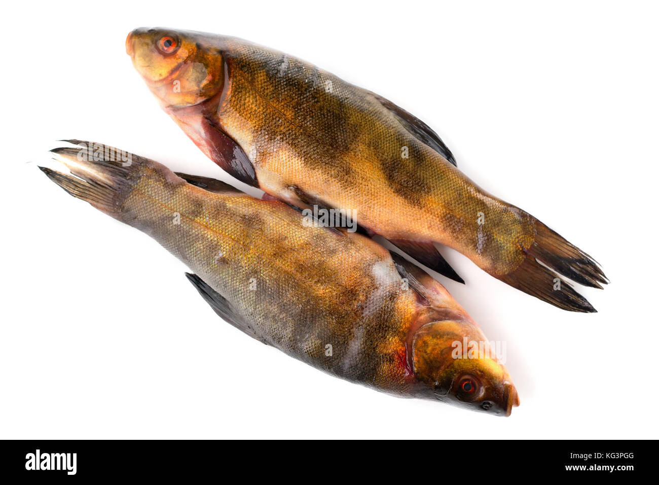 Two fresh raw fishes on a white background. Two carcasses of a tench with golden-green scales, the heads in opposite the parties, are isolated on whit Stock Photo