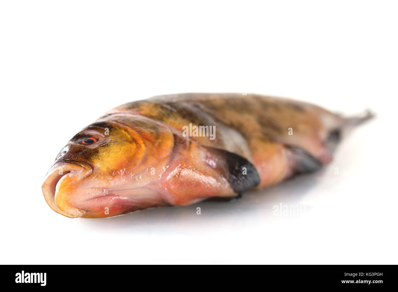 One fresh raw fish on a white background. A carcass of a tench with golden-green scales, the head to the viewer, it is isolated on white, selective fo Stock Photo