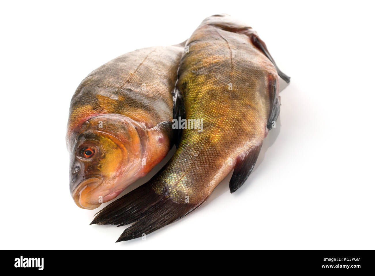 Two fresh fishes on a white background. Two carcasses of a tench with golden-green scales, the heads in opposite the parties, are isolated on white. Stock Photo