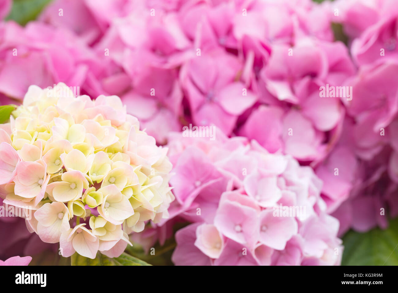 Flowers of a white and pink hydrangea. Close up, small depth of ...