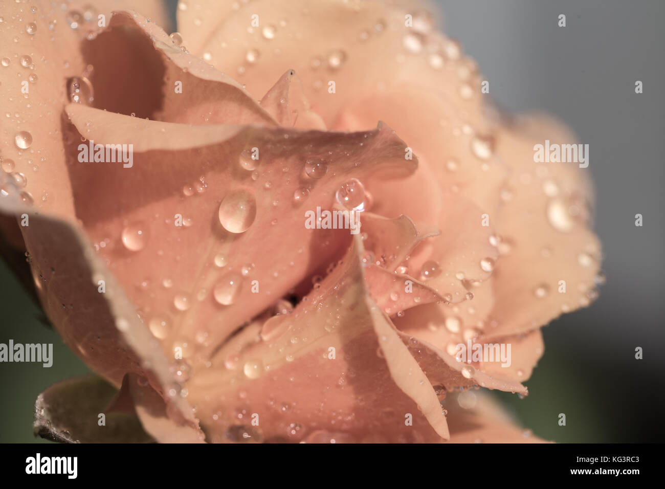 Pink rose with water drops on petals. Close up, small depth of ...