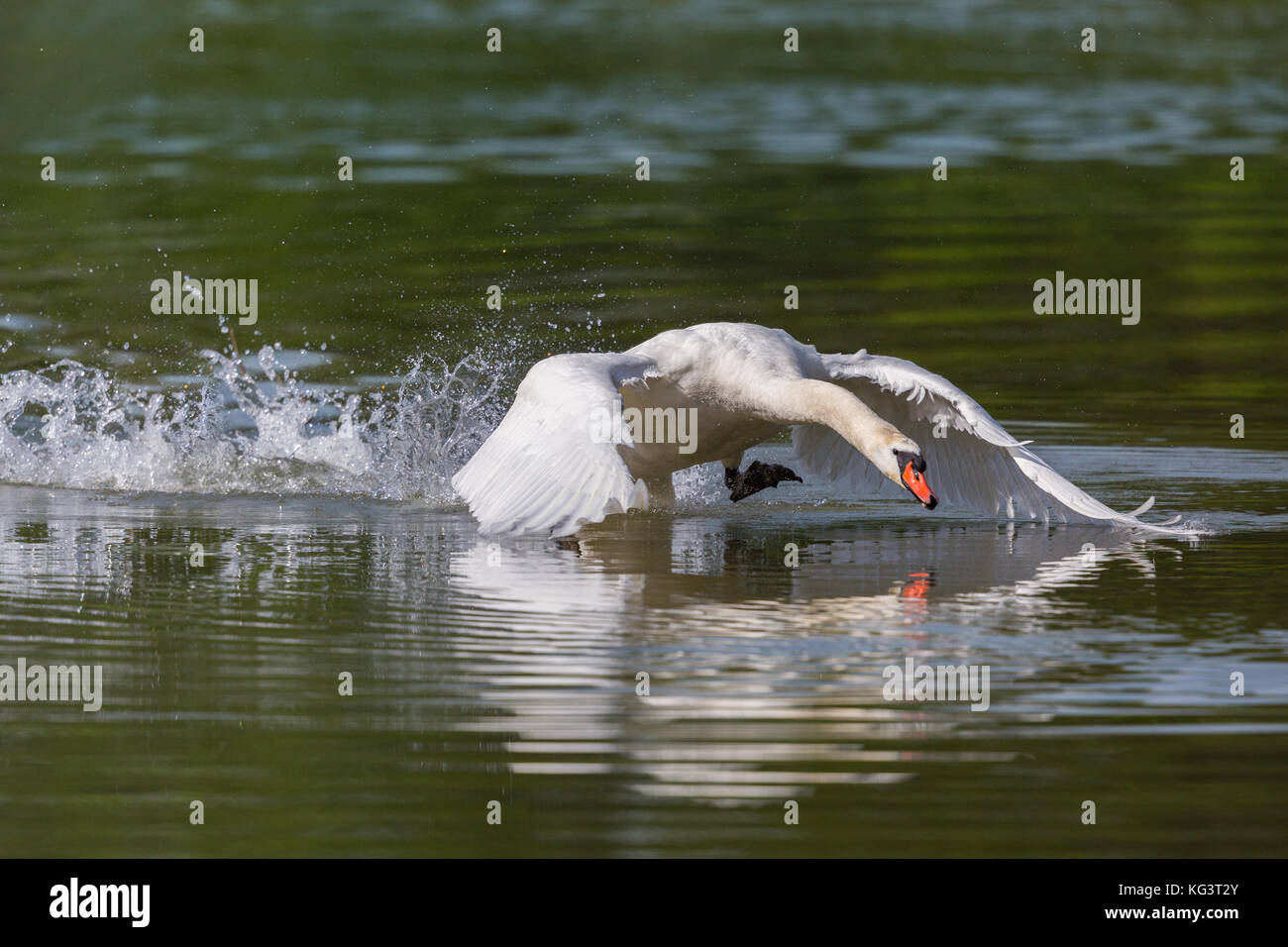 natural mute swan (Cygnus olor) running on the water Stock Photo