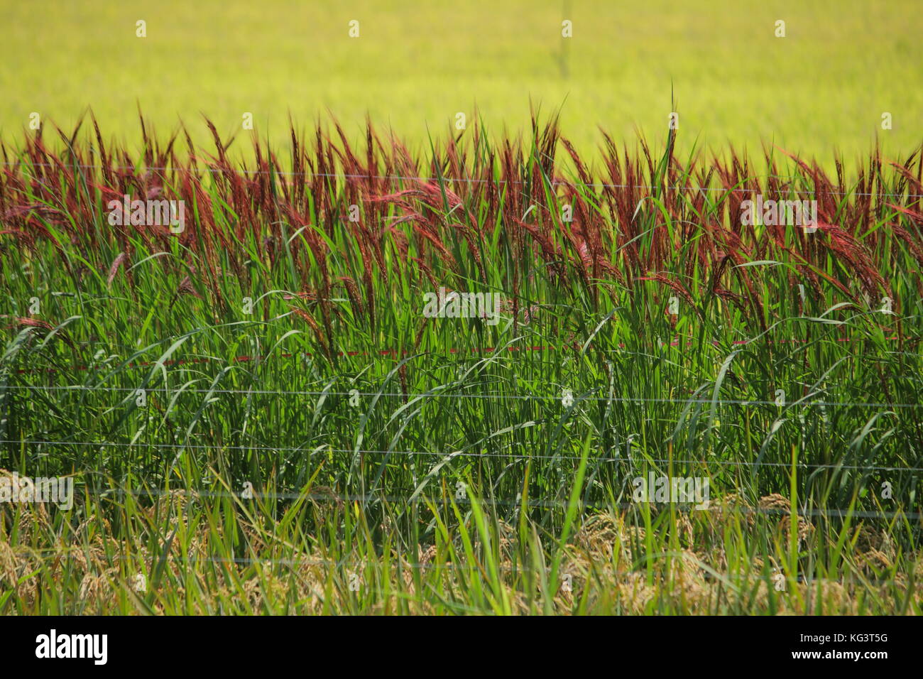 Japanese red rice plantation. Red rice used in ceremonial or special event.  Contrast color in the paddy field Stock Photo - Alamy