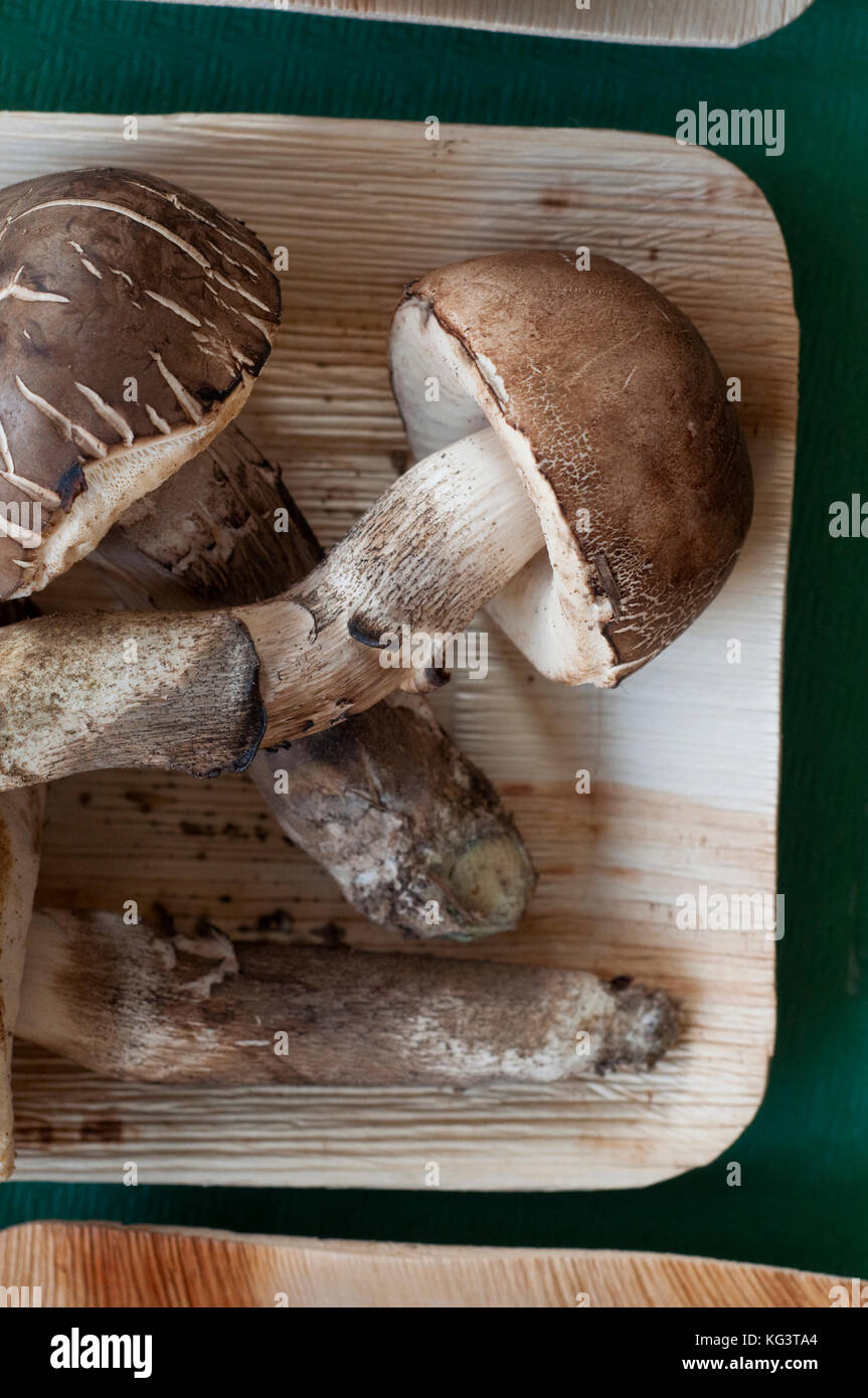 Italy, Mushrooms, Leccinum Duriusculum Stock Photo