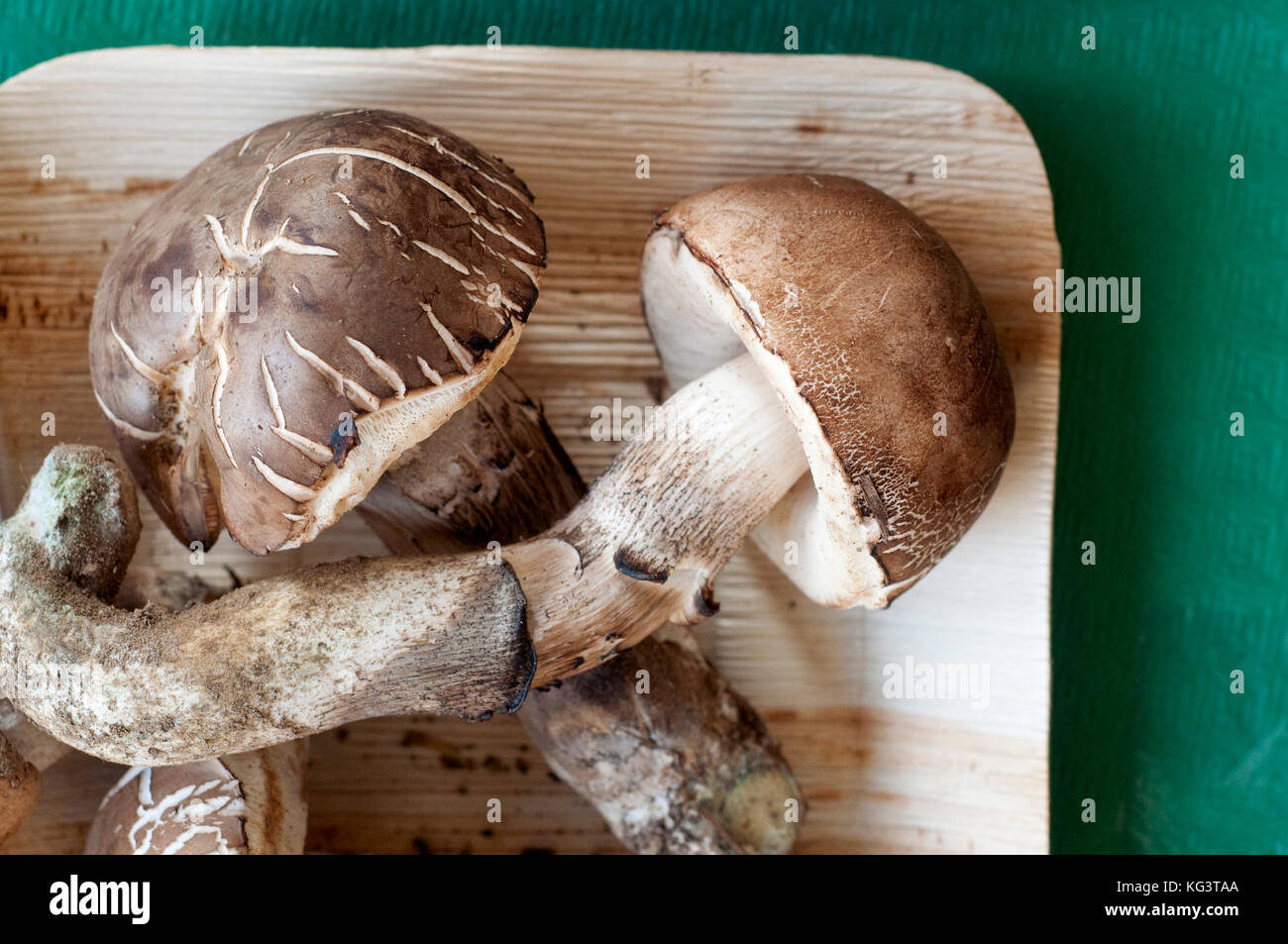 Italy, Mushrooms, Leccinum Duriusculum Stock Photo