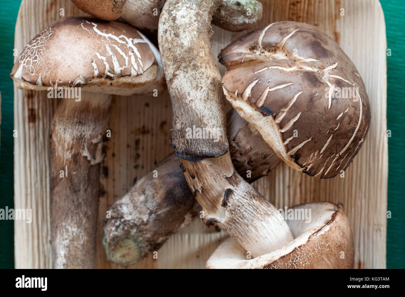 Italy, Mushrooms, Leccinum duriusculum Stock Photo