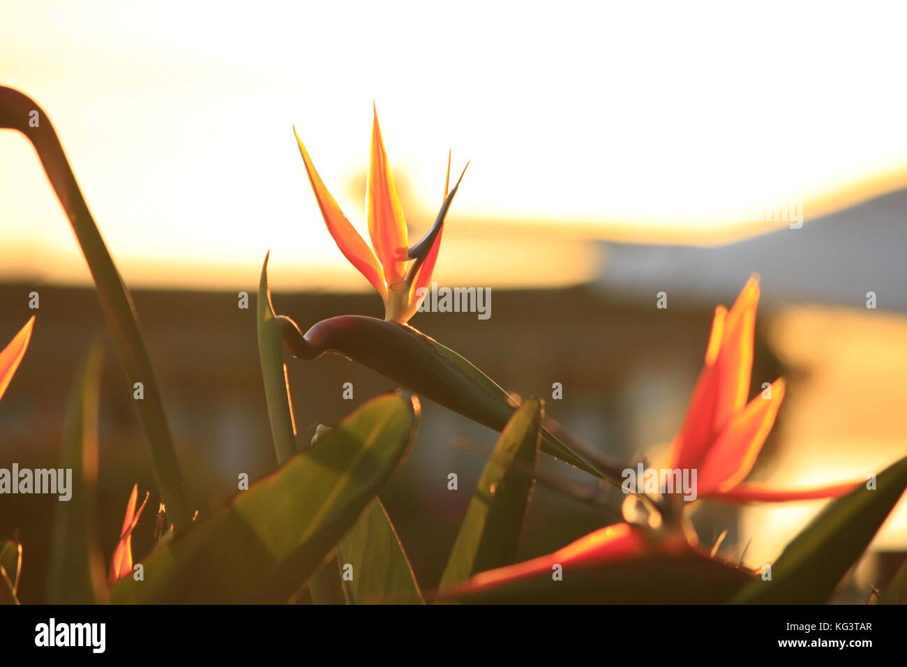 bird of paradise flower full bloom. A sunset sky Stock Photo Alamy