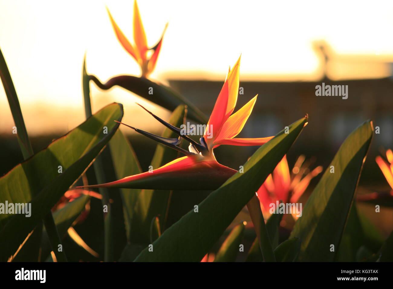 bird of paradise flower full bloom. A sunset sky Stock Photo Alamy