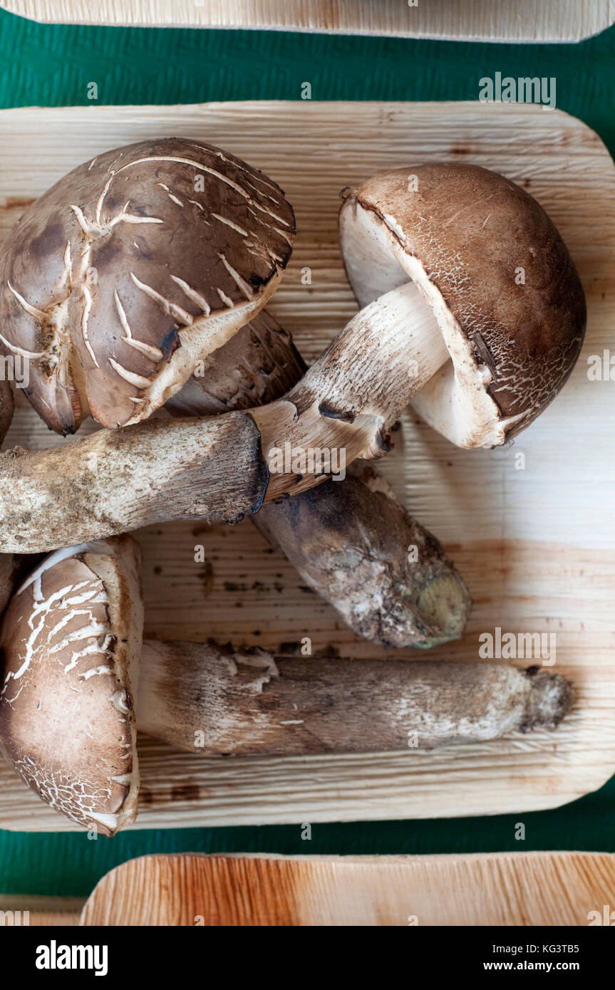 Italy, Mushrooms, Leccinum duriusculum Stock Photo