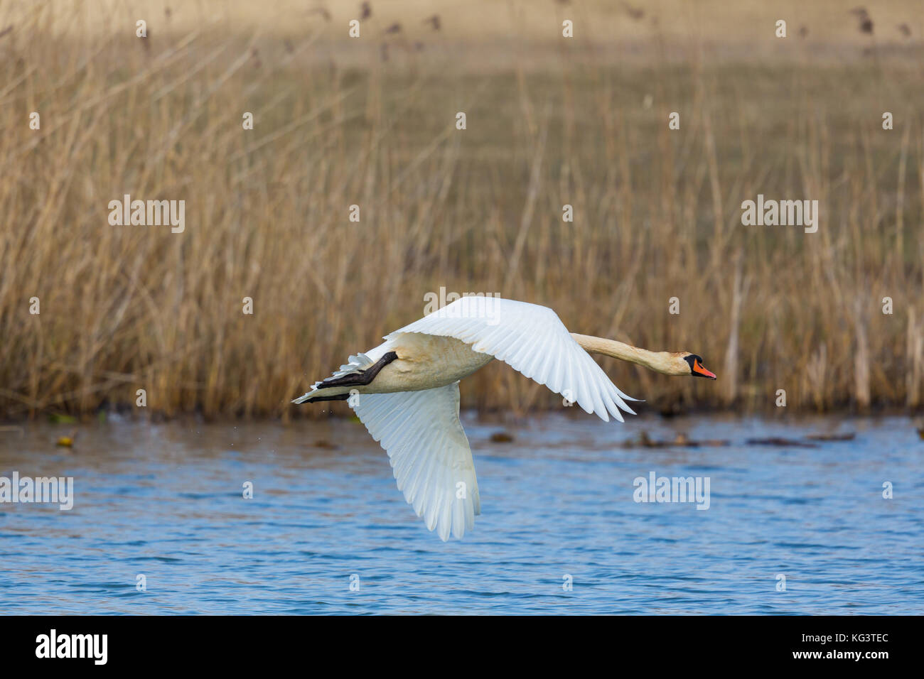 natural mute swan (Cygnus olor) during flight with spread wings Stock
