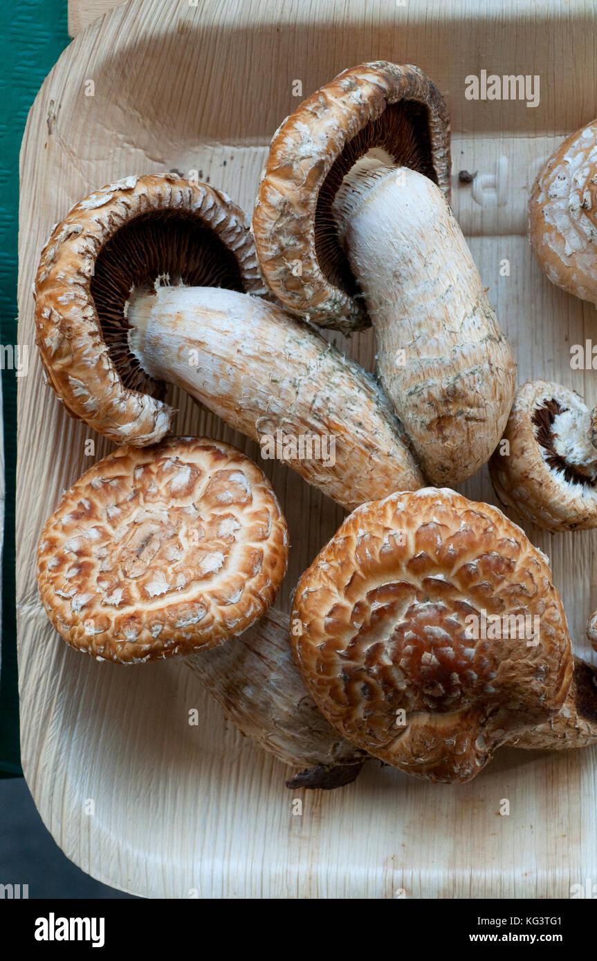Italy, Mushrooms, Hemipholiota Populnea Stock Photo