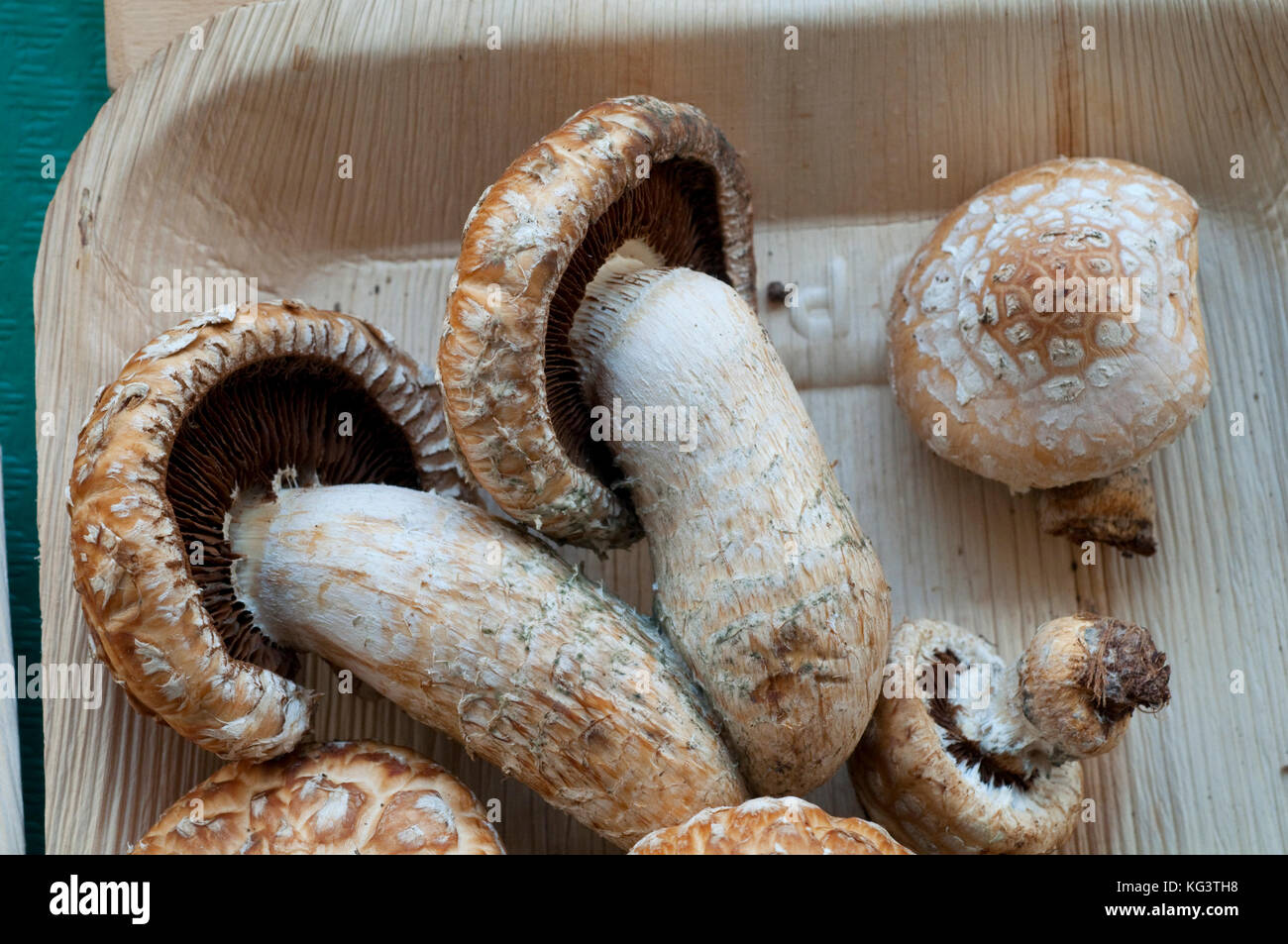 Italy, Mushrooms, Hemipholiota Populnea Stock Photo